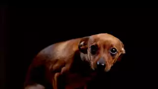 FAMILIAS CHETUMALENSES REPRUEBAN USO DE PIROTECNIA POR AFECTACIONES A SUS MASCOTAS