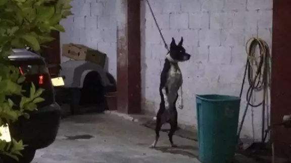 El maltrato animal también se presenta dentro de hogares por dueños negligentes.