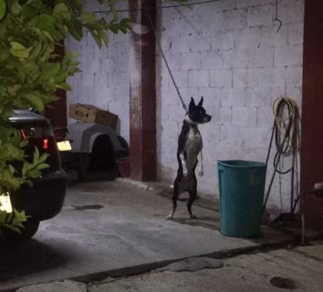 El maltrato animal también se presenta dentro de hogares por dueños negligentes.