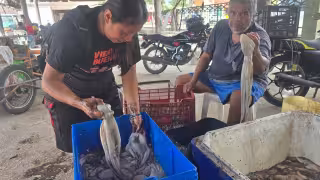 Bonanza de pulpo desploma su valor en Ciudad del Carmen
