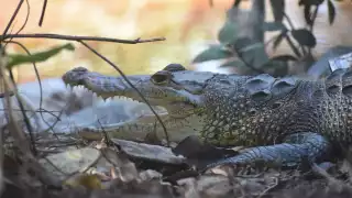 Habitantes de terrenos en la ciénega se preocupan ante el avistamiento de reptiles en la zona