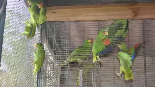 UMA U´ Nah Sak Pool brinda cuidado, atención y el posible retorno de aves a su hábitat natural