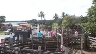 Debido al incremento del precio de los animales y otros elementos, el hato ha disminuido en un 40 %