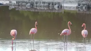 A pesar del ruido provocado por el paso de vehículos, los flamencos se mantienen tranquilos.
