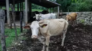 Tzucacab concentra el mayor número de contagios, con 10 animales