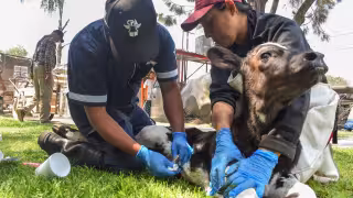 Candelaria y Calakmul, municipios más afectados por gusano barrenador
