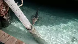 El cocodrilo se encuentra en el mar en Playa Langosta en Cancún