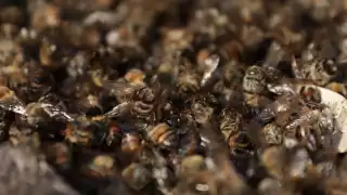 Millones de abejas han muerto en la Península de Yucatán por el uso de agroquímicos