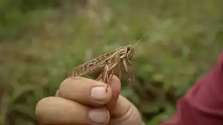Autoridades controlan brote de langosta en Sabancuy; descartan riesgo para el campo