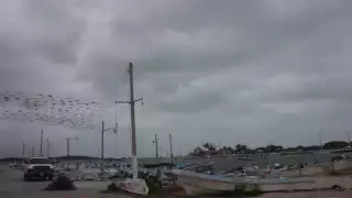 La llegada del Frente Frío No. 28 perjudica tanto la actividad pesquera como la fauna marina