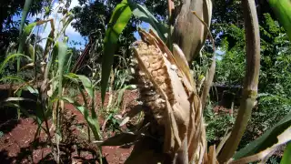 Esperan que haya una cosecha de por lo menos un millón de toneladas de arroz por campo