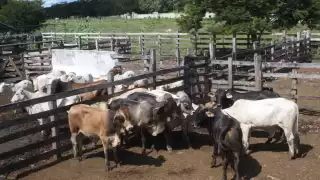 Presidente de la Ugroy informa que sigue sin confirmarse el presunto incidente de gusano barrenador