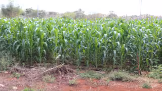 estiman cosechar 750 mil toneladas para el próximo ciclo agrícola
