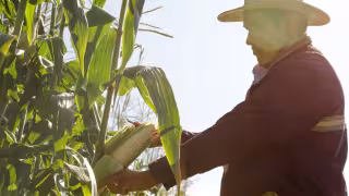 Productores de maíz blanco en Campeche reciben apoyos por más de 108 millones de pesos.