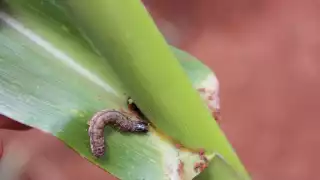 Plagas cada vez más notorias