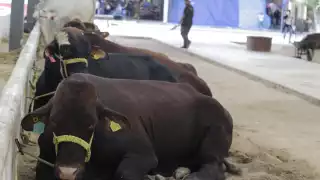 La Ugroy realiza encuentros con ganaderos para detección temprana y capacitación sobre tratamientos