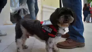 Entre 7 y 8 de cada 10 niños con autismo requieren apoyo de un perro de servicio.