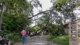 Retira Protección Civil árboles caídos en Candelaria tras fuerte lluvia y vientos