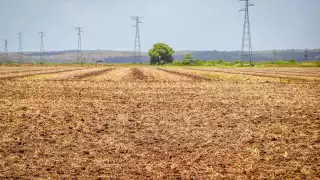 Este cultivo representa una derrama económica de más de 236 mdp, tanto para el mercado de exportación y nacional, asegura el SIAP
