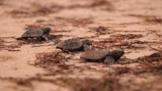 Progreso registra el rescate de 127 tortugas neonatas en Chelem