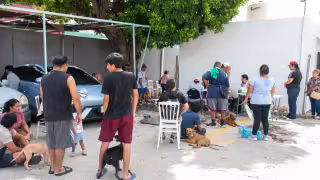 Contra abandono y enfermedades: esterilizan gratuitamente a mascotas en Campeche