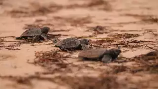 Al concluir este mes se da por terminada la temporada de arribo de tortugas, que tiene buen balance