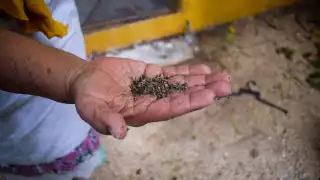 Cooperativistas de Kuchil Kaab refieren que tan sólo en el último año han perdido hasta 80 colmenas.