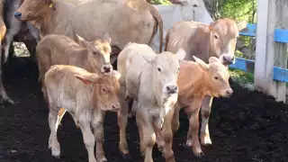 Tamaulipas es el estado número 14 del país que registra casos de gusano barrenador.