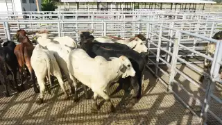 Los casos sólo se han presentaado en Othón P. Blanco y Bacalar