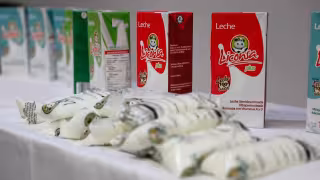 Leche para el Bienestar beneficia a niñas, adultos mayores y mujeres; así funciona el programa en Campeche