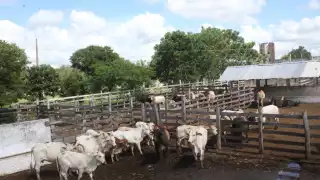 Se mantiene la vigilancia del gusano barrenador en Valladolid