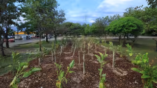 Mérida estrena jardín de lluvia en Ciudad Caucel para prevenir calles anegadas