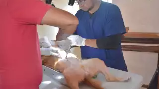 Cada esterilización beneficia a una familia, promoviendo la tenencia responsable de mascotas