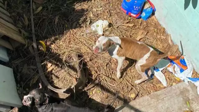 Los casos de maltrato animal en Campeche y Carmen aumentaron un 125% entre 2023 y 2024