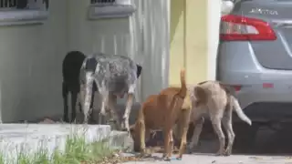 El número de perros callejeros en Champotón ha aumentado significativamente, generando riesgos de salud pública, accidentes y ataques