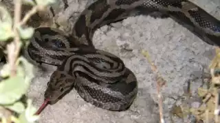 Hay diferentes especies de serpientes que habitan en Yucatán