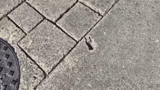 ¿La Esquina de la Ranita? Proponen bautizar curiosa huella en el Centro Histórico de Campeche