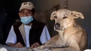 Queeny es una perrita de tres años que ha ganado popularidad gracias a las redes sociales