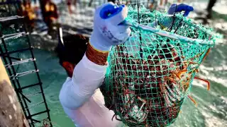 Pescadores de Cozumel registran mejora en la captura de langosta pese a presencia de sargazo 