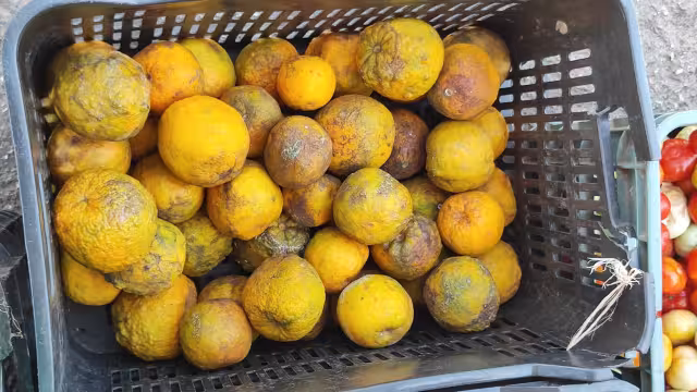 La sequía en el campo yucateco eleva el costo de diversos productos como las naranjas agria y dulce