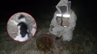 Abejas agresivas matan perros y gallinas en La Unión; CNE controla enjambre