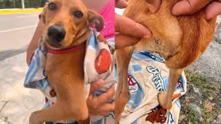 Investigan agresión a perrito que recibió un impacto de balín en Campeche