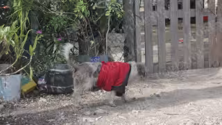 Mascotas y perros callejeros, de los más afectados por las bajas temperaturas en Cancún