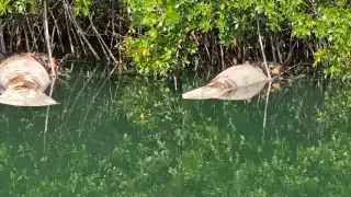 Desde el sábado pasado, se reportó a El Colegio de la Frontera Sur (ECOSUR) el hallazgo del manatí sin vida