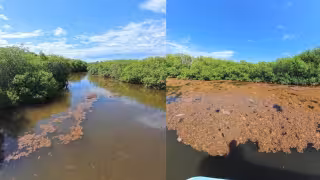 Alertan por presencia de sargazo en Bacalar Chico