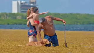 Quintana Roo en “crisis" por el sargazo: Más de 45 mil toneladas fueron recolectadas de enero a julio del 2025