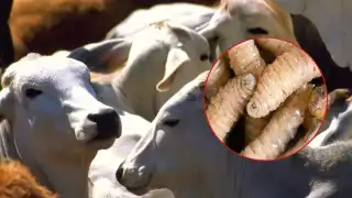 Los municipios más afectados por el gusano barrenador en Quintana Roo son Othón P. Blanco y Bacalar, en este último hay 12 atacados por el parásito