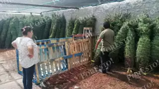 Debido a los precios, algunas han optado por usar su árbol navideño del año pasado o incluso usar material reciclado