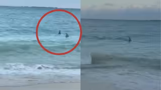 El avistamiento de los dos tiburones causó asombro a bañistas y usuarios de redes sociales