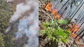  El siniestro estuvo activo nueve días, entre la vegetación afectada se encuentran palmas kukas, nakax y chit; la fauna no sufrió daños